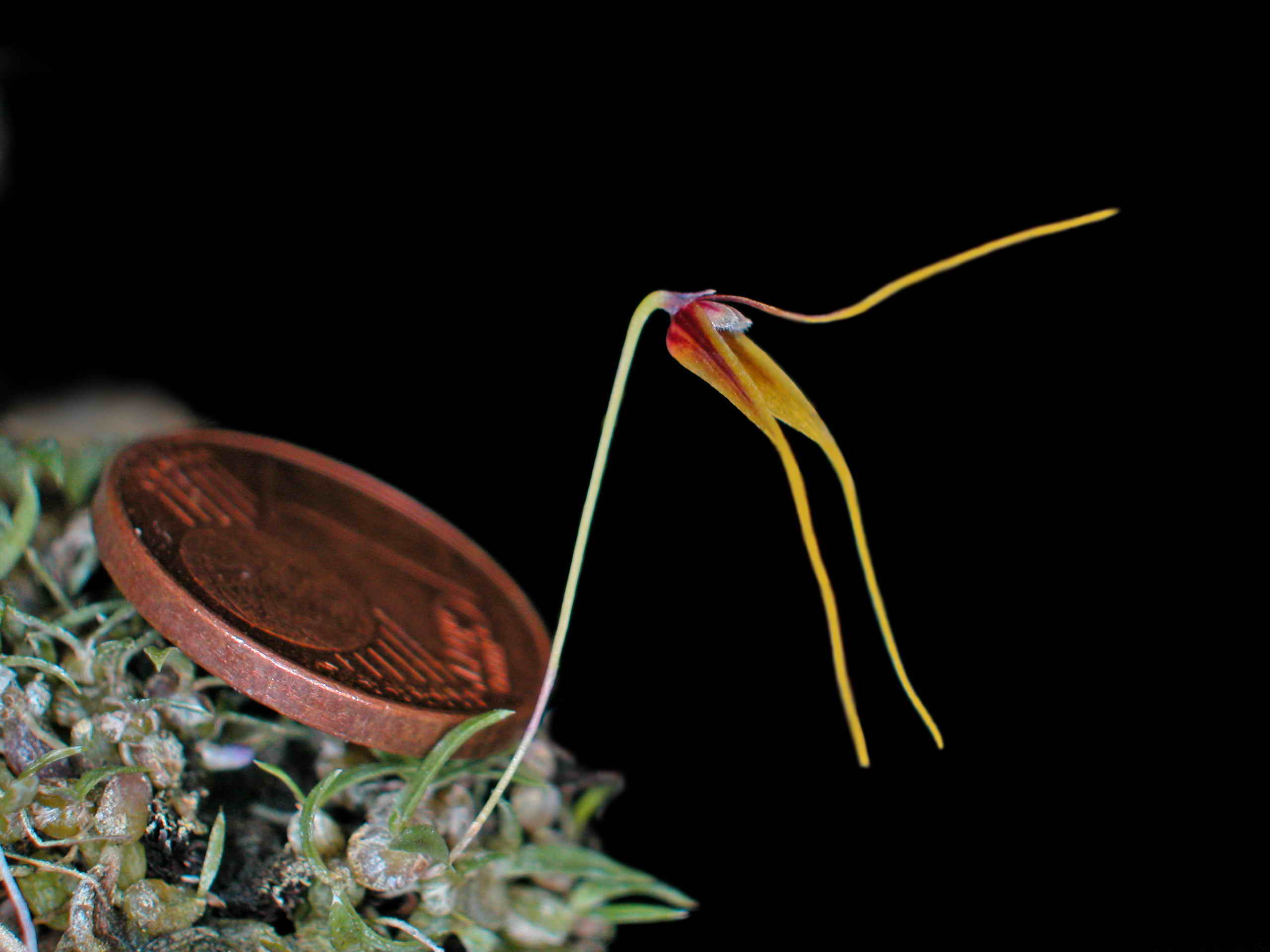 Bulbophyllum