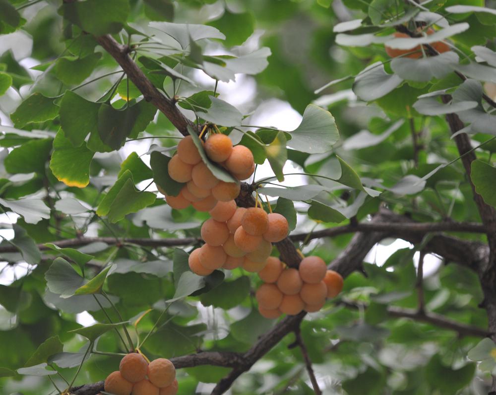 Ginkgo