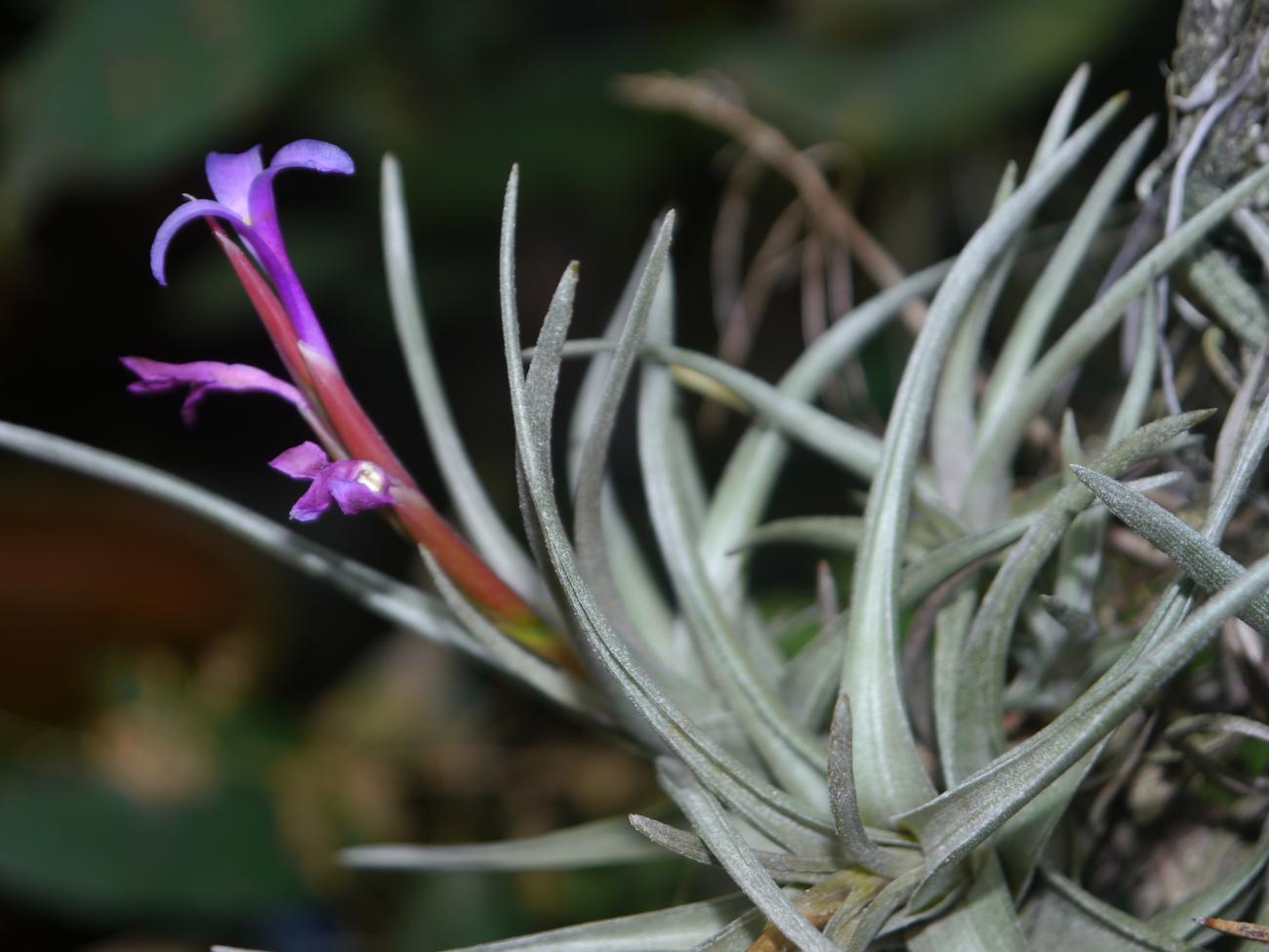 Bromelien