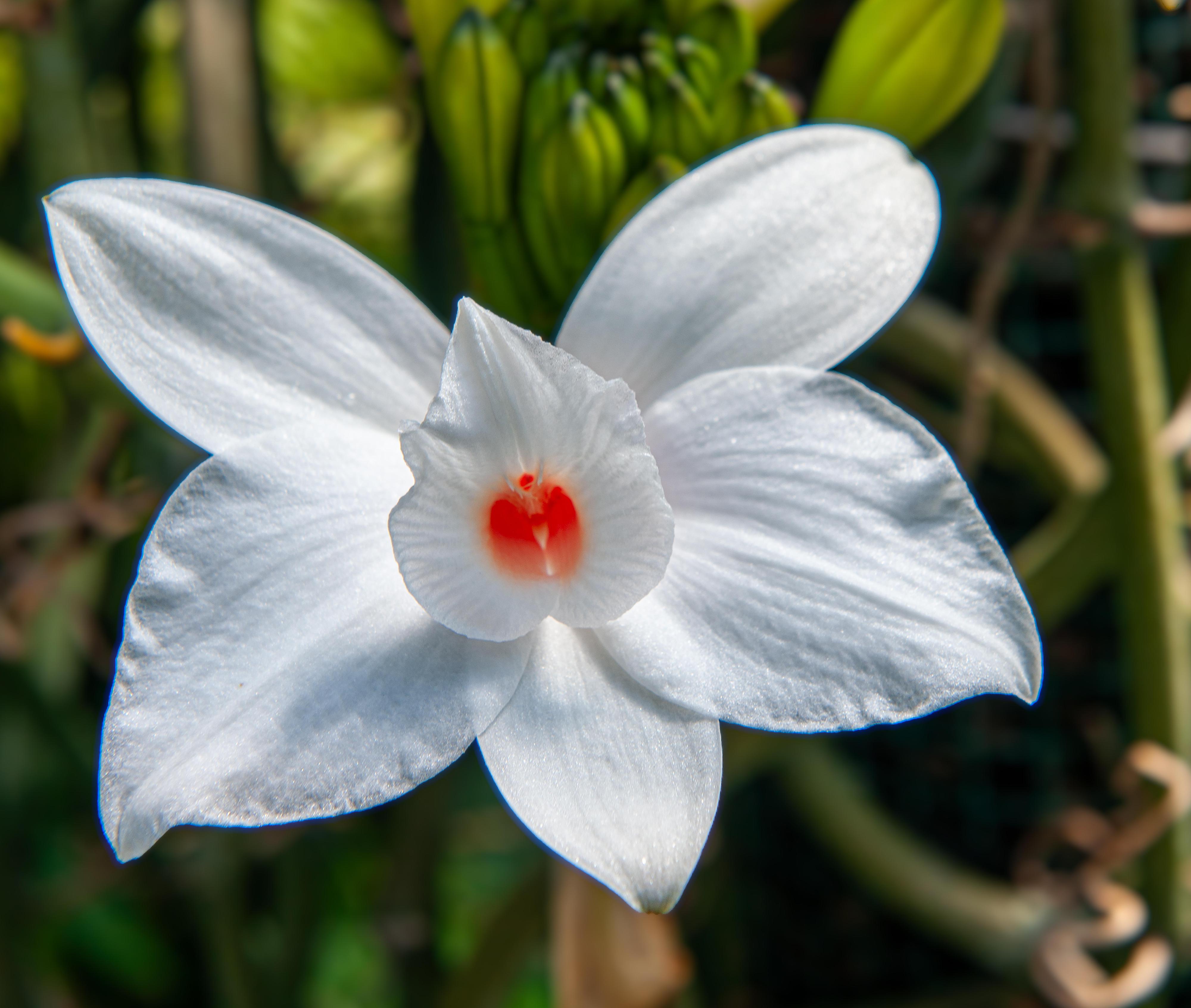 Orchideen