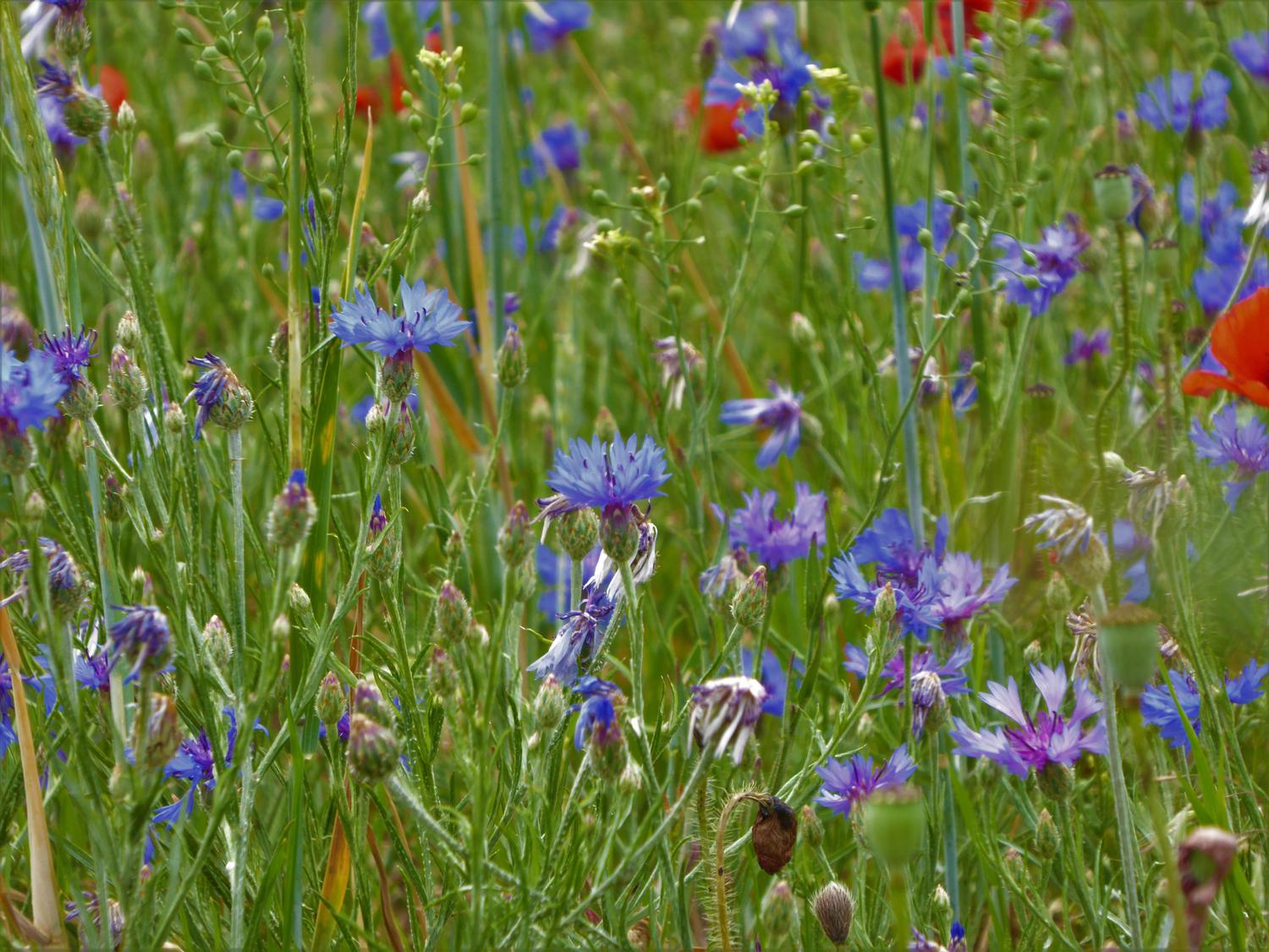 Ackerwildkräuter