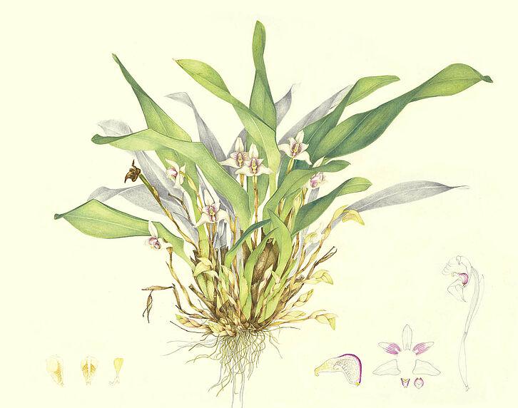 Botanische Illustration