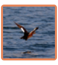Vogelparadies