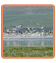 Vogelparadies