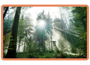 Waldkammergut