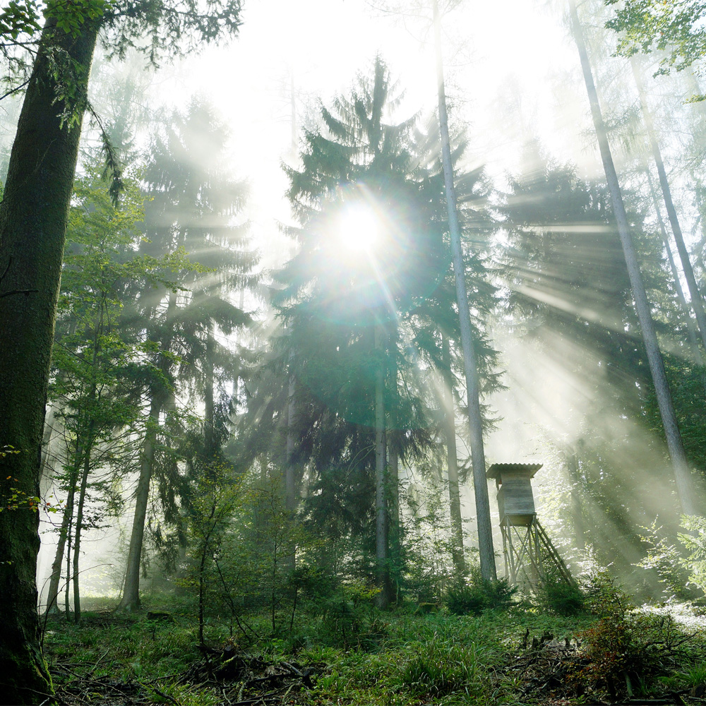 Willkommen im Waldkammergut