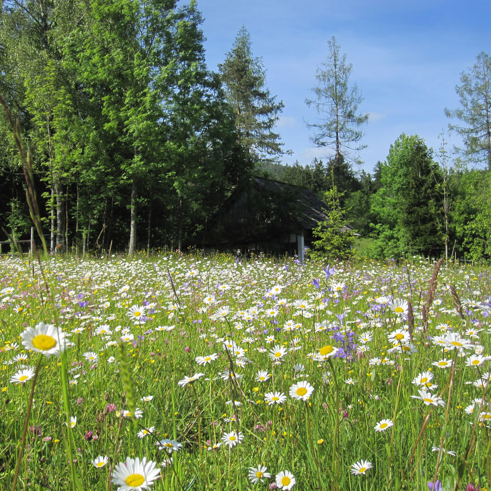 Naturpark Attersee-Traunsee