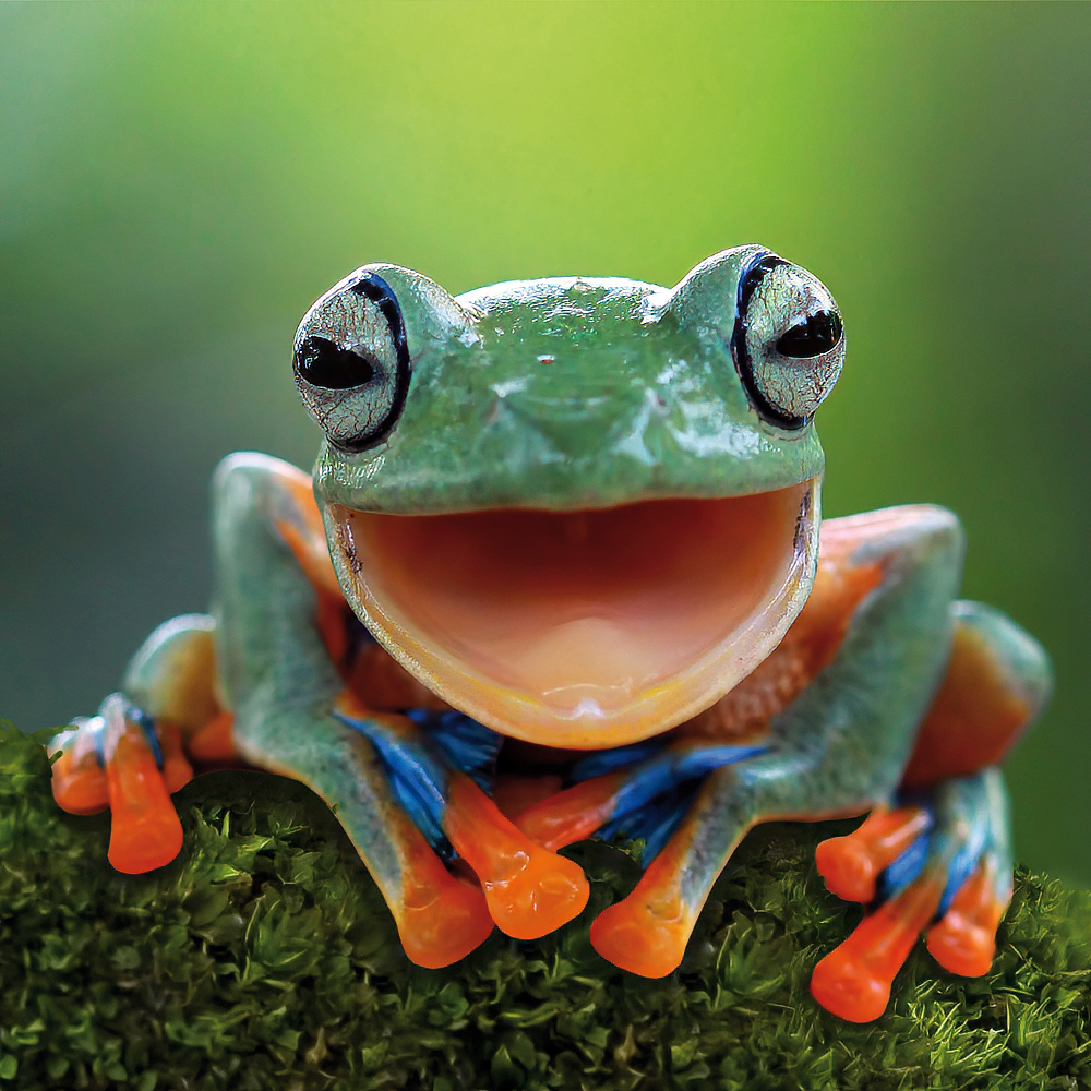 Das Konzert des Frosches
