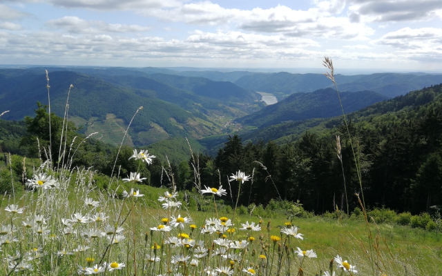 06 - Naturpark-Gasthaus – Wachauterrasse