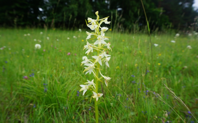 09 - Naturschutzhäuschen – Pflanzen