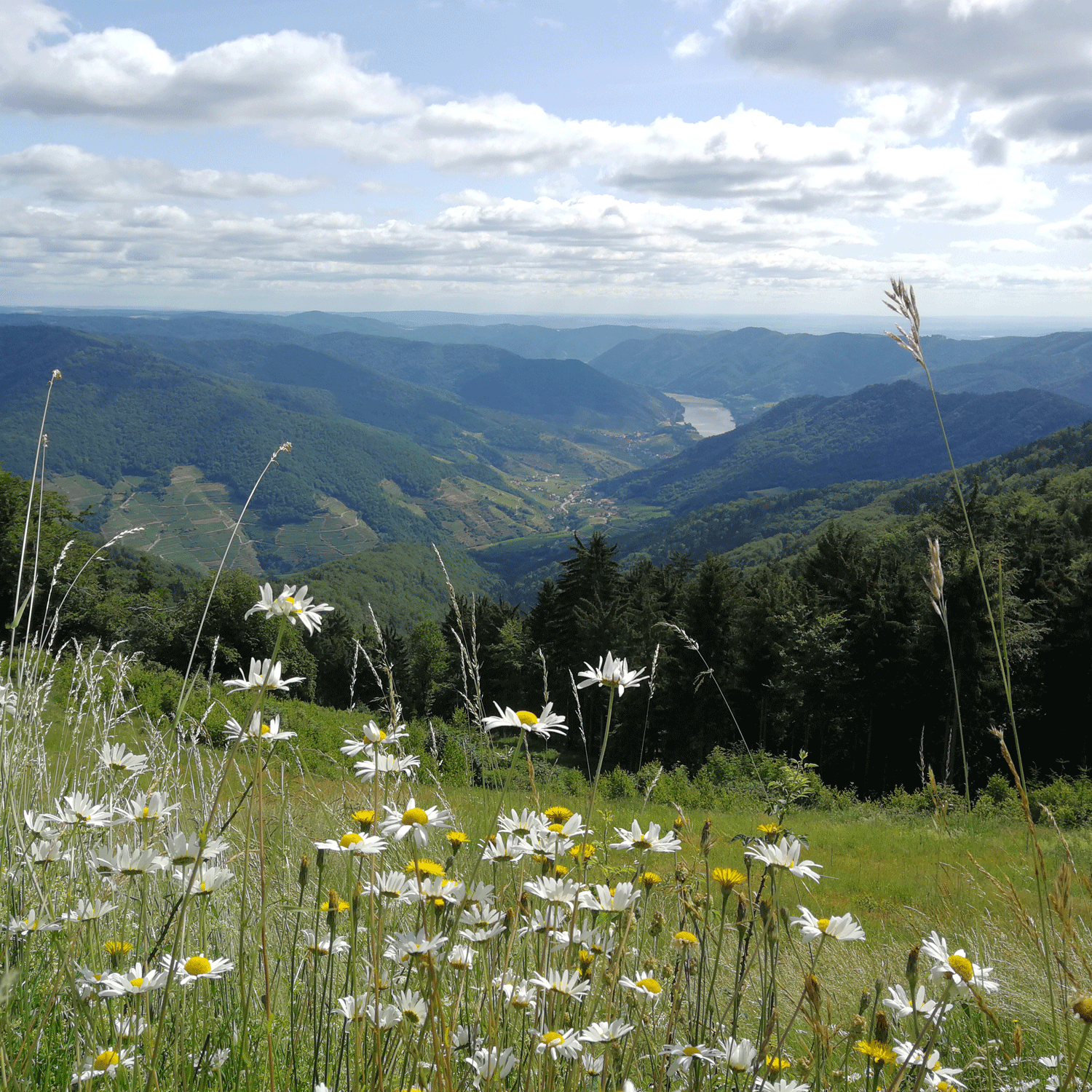 06 - Naturpark-Gasthaus – Wachauterrasse