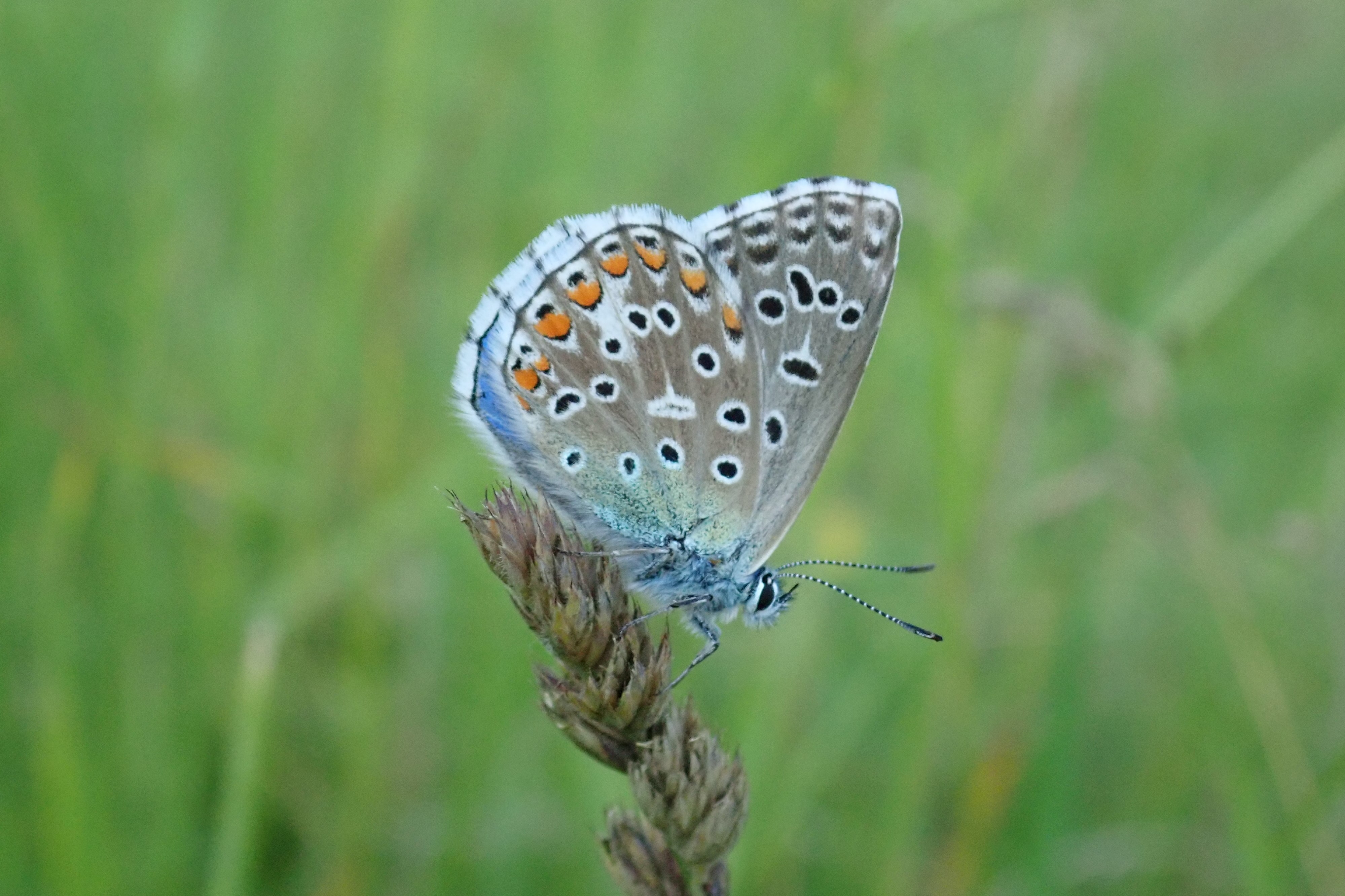 09 - Naturschutzhäuschen – Pflanzen