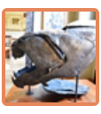 Dunkleosteus