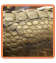 Scales