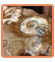 Ammonites