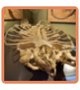 Archelon