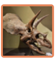 Triceratops