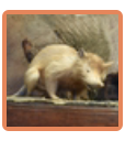 Didelphodon