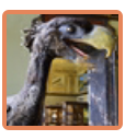 Gastornis