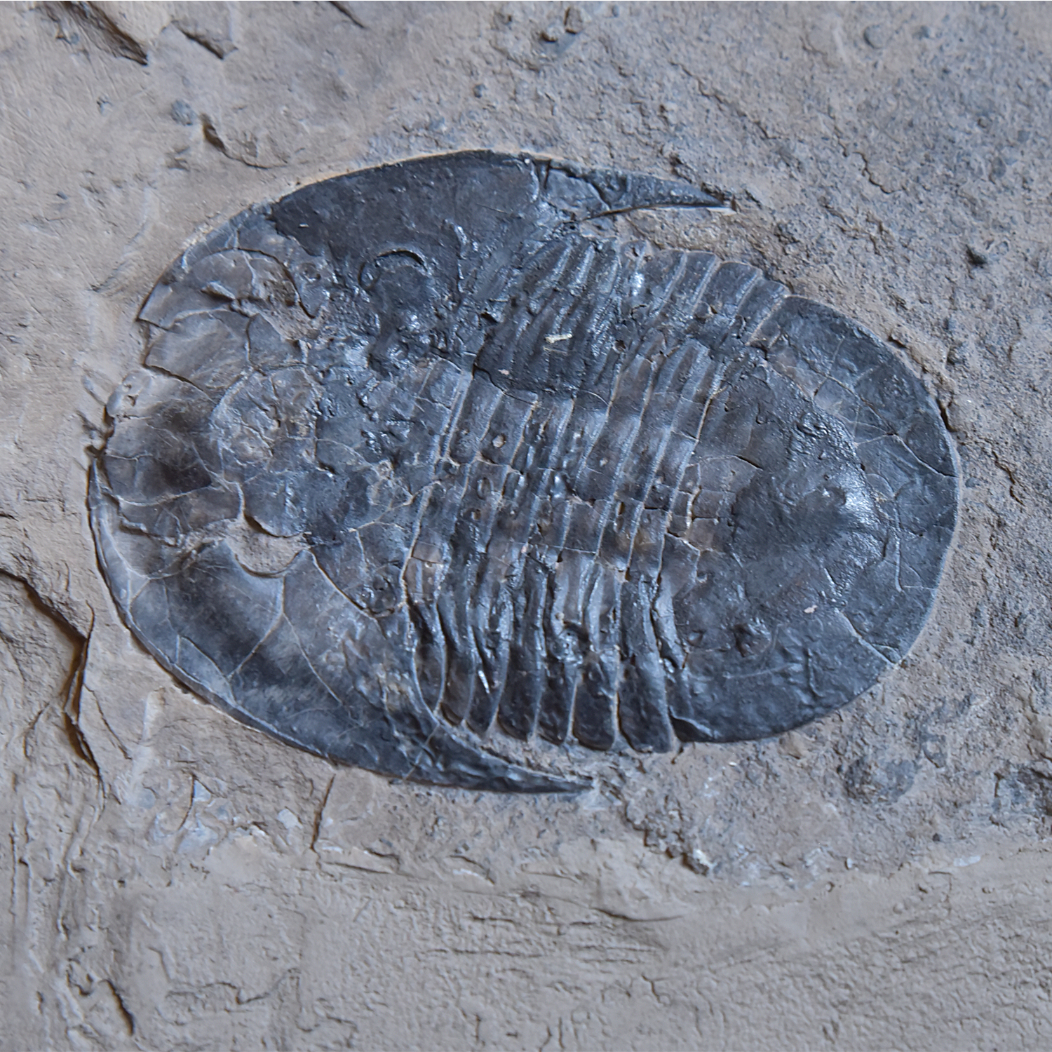 A palaeontological measuring device