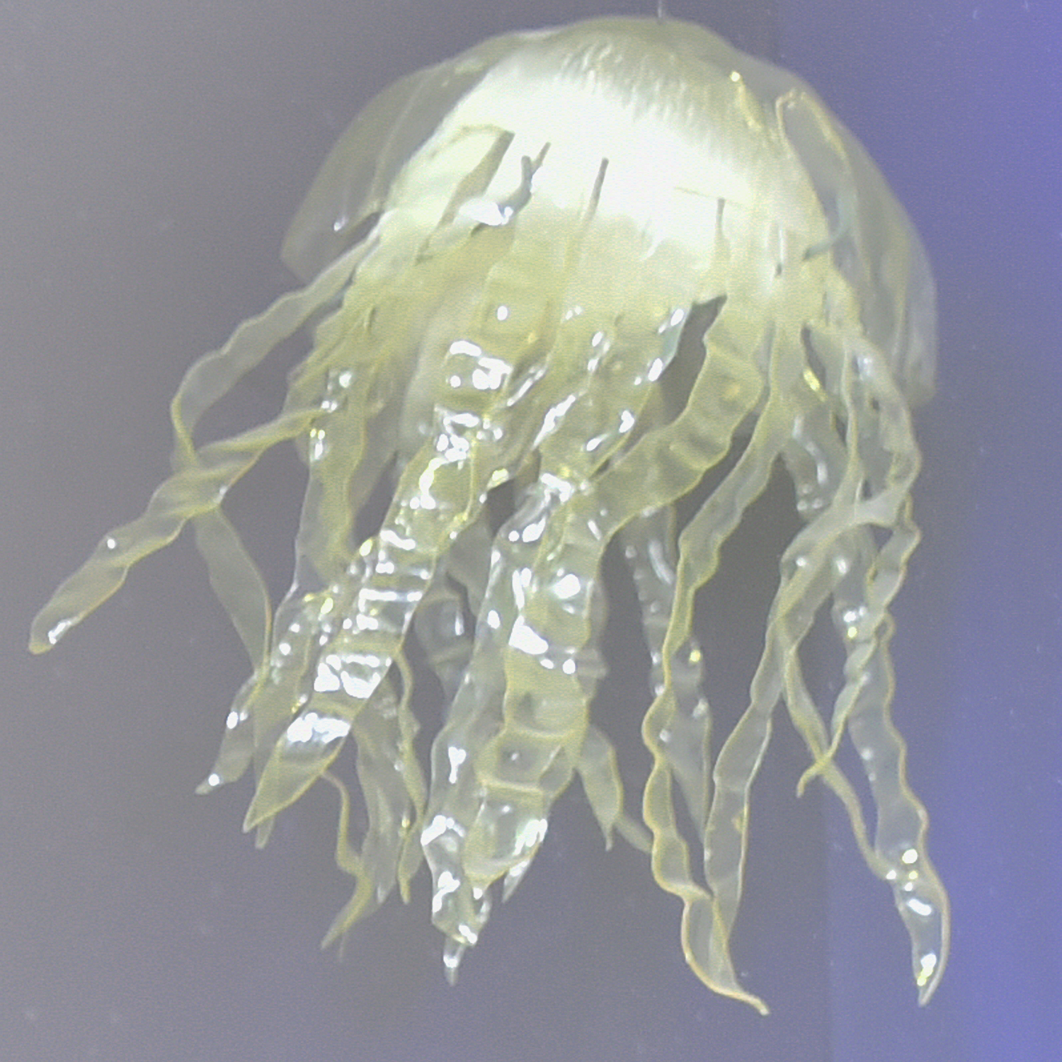 Textlink The Precambrian