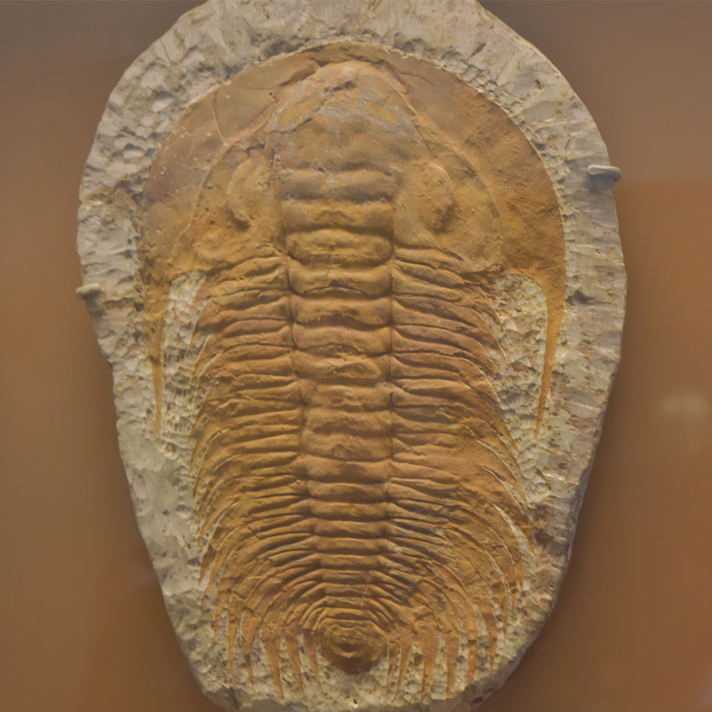 Ordovician Age