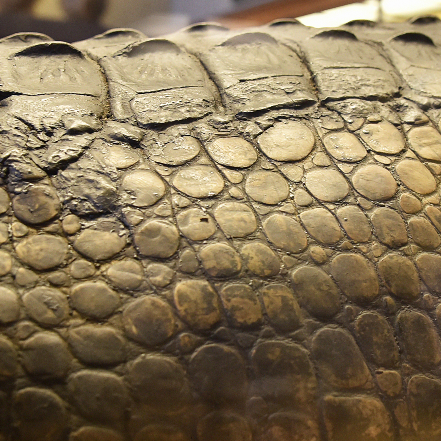 Scales