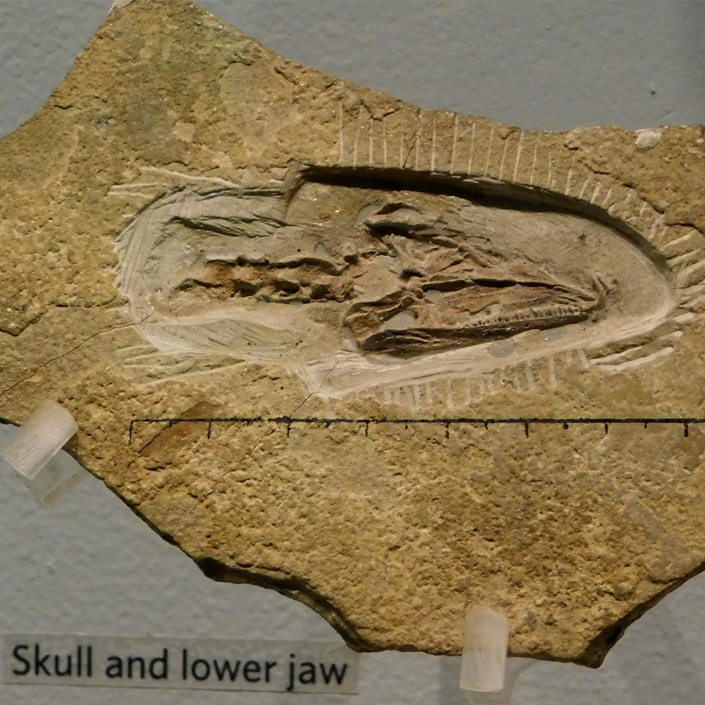 Petrolacosaurus Fossils
