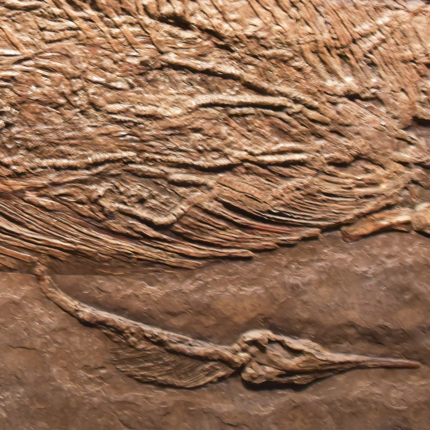 Viviparous