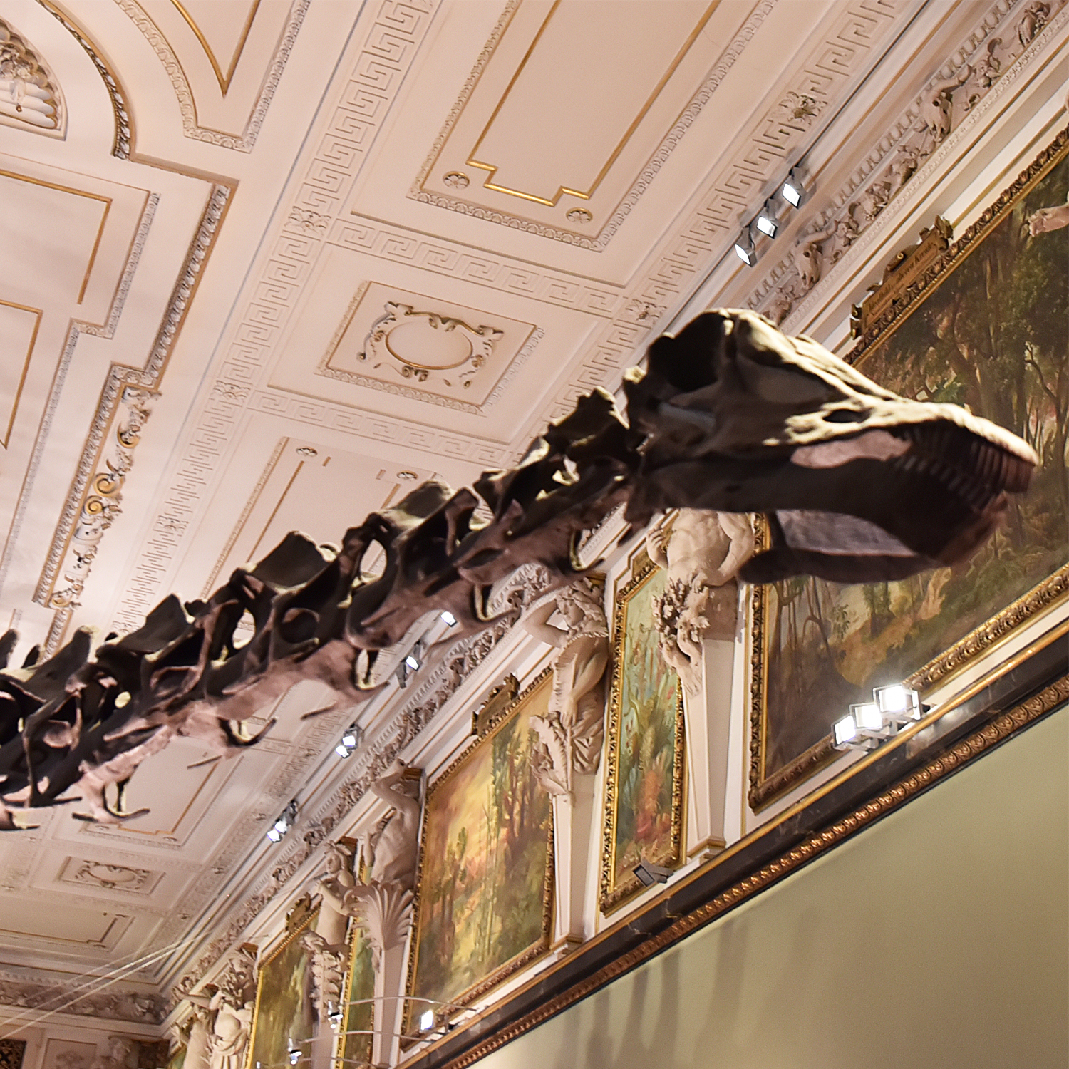 Diplodocus