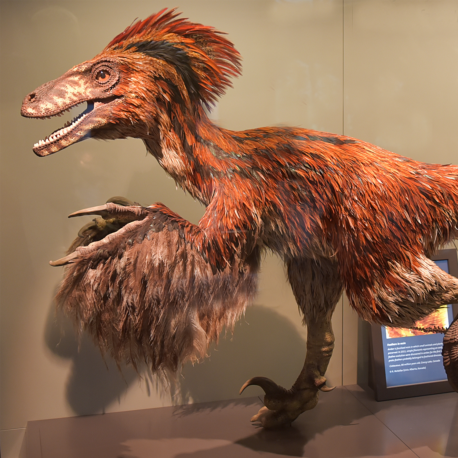 Velociraptor
