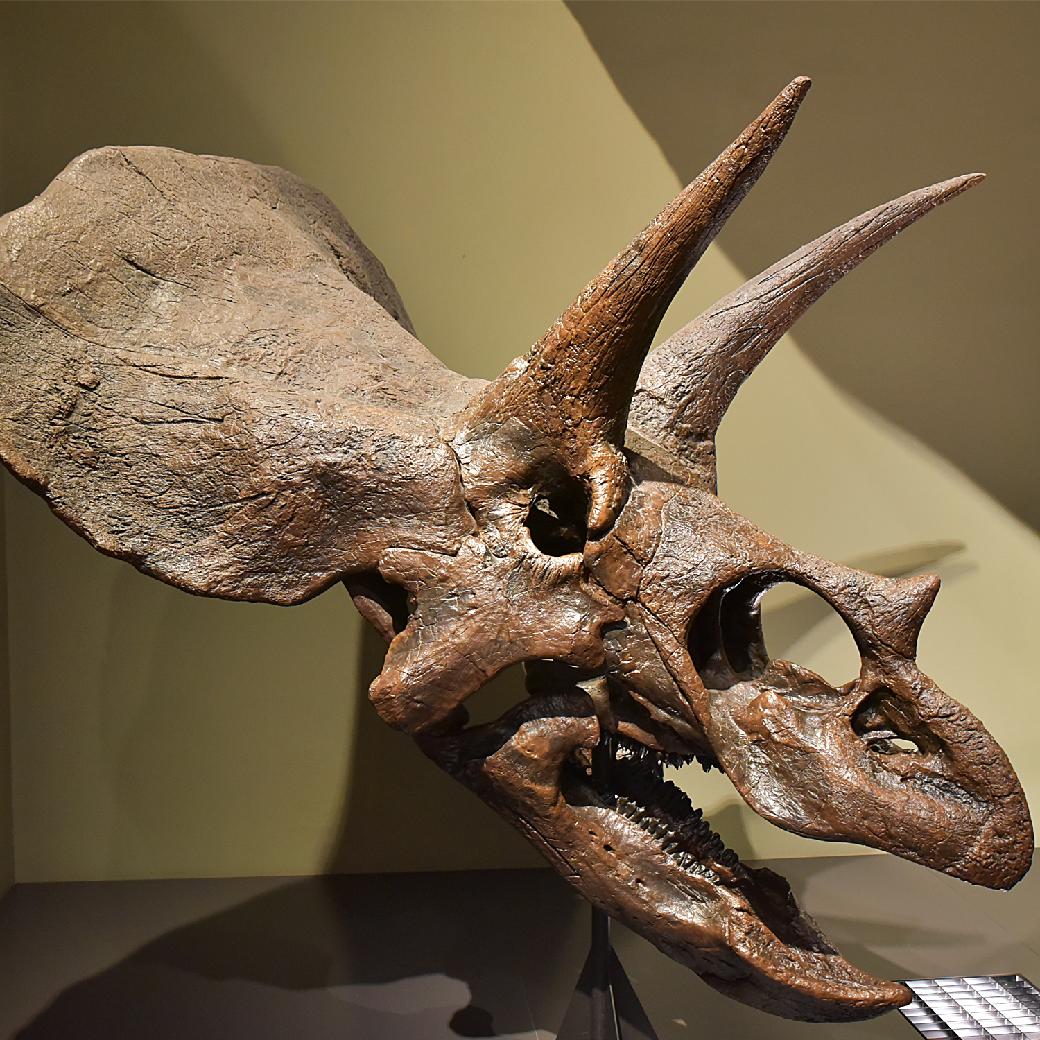 Triceratops