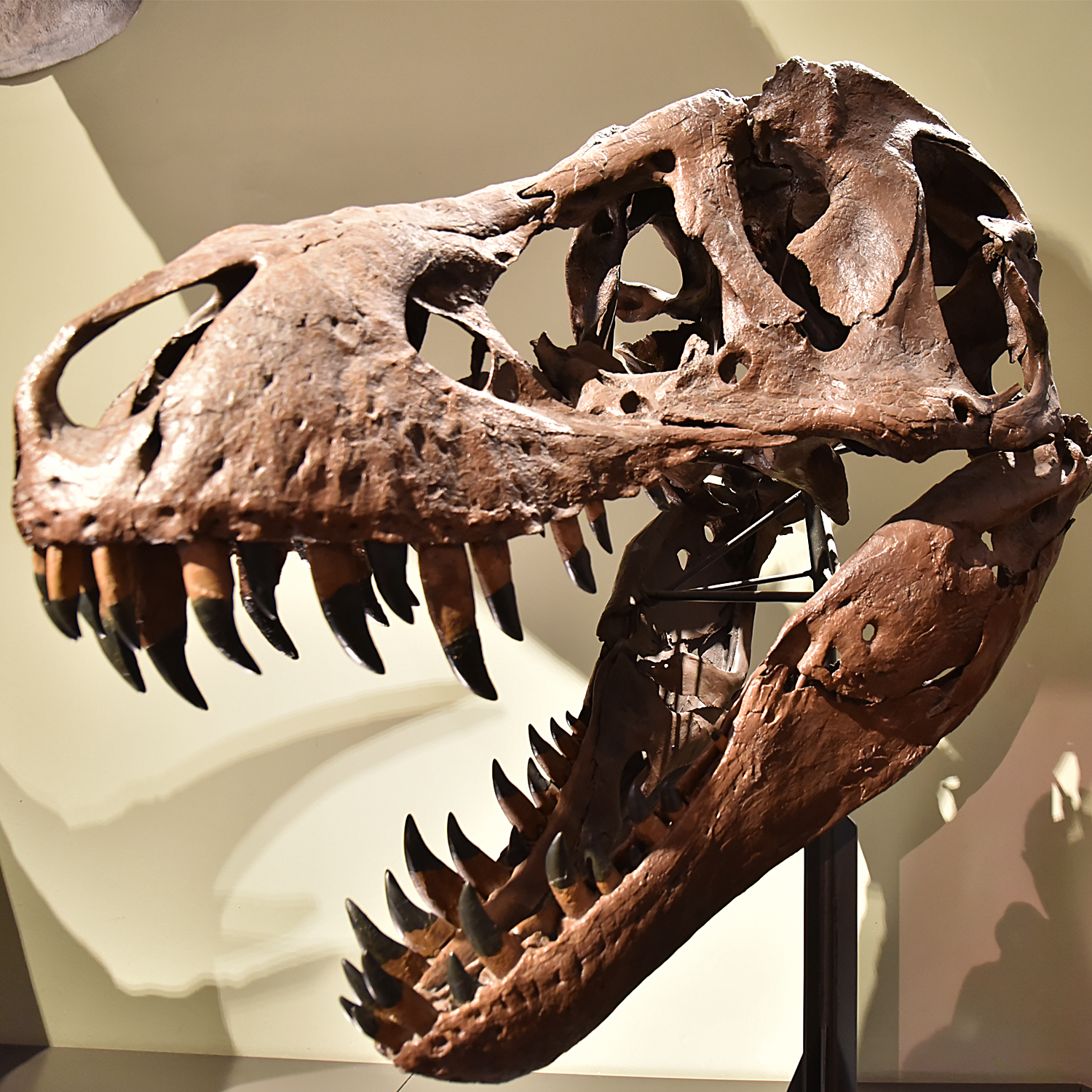Tyrannosaurus Rex