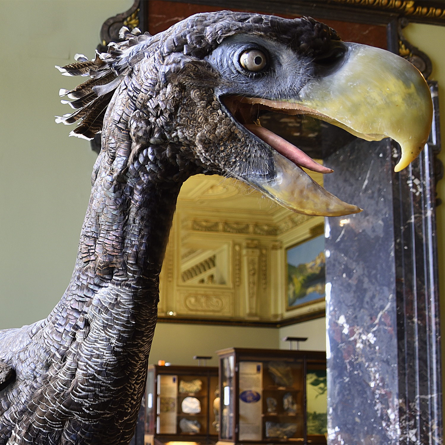 Gastornis